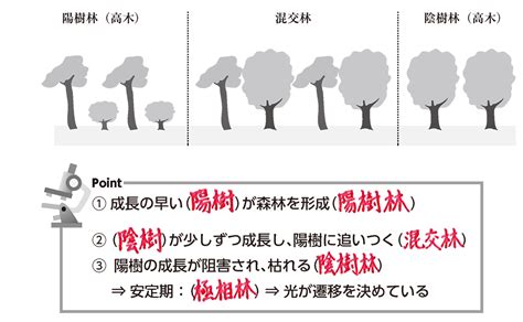 陽樹林 陰樹林|【高校生物基礎】「森林形成」 